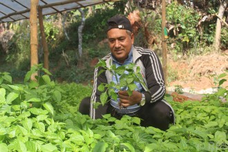 बैटारीमा अकबरे खुर्सानीको व्यावसायिक खेती